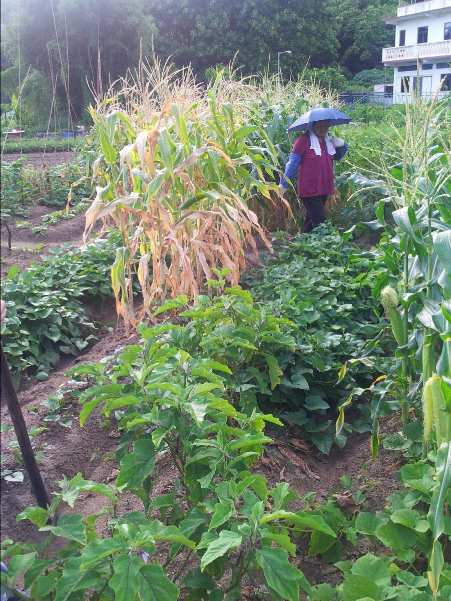 20100715Organic Farm18